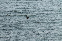 Kite flying over the sea at DIU, Gujarat