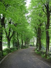 Osservatorio di Arcetri entrance road