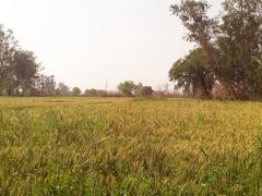 golden field ready for harvest