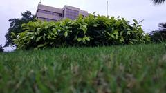 Building behind the greenery