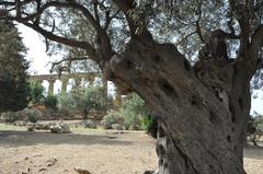 Valle dei Templi in Agrigento with ancient Greek temples