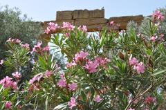 Temple of Concordia at Valley of the Temples