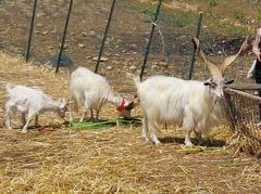 Girgentana goats in the Valley of the Temples