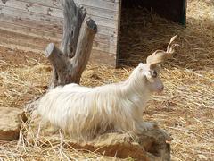 Girgentana goats in the Valley of the Temples