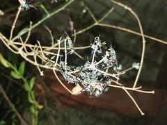 Flying insects resting on a twig at night