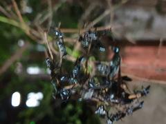 Flying insects resting on a twig at night in Karunagappally, Kerala