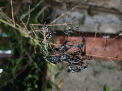 flying insects resting on a twig at night