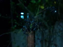 flying insects resting on a twig at night