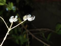 flying insects resting on a twig at night