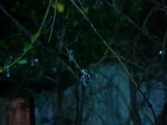 flying insects resting on a twig at night