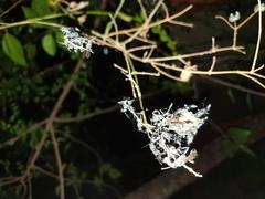 flying insects resting on a twig at night