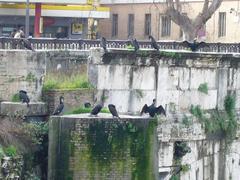 Cormorants at Ponte Rotto in Rome