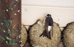 House martin feeding its young at the nest