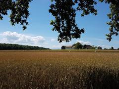 Fields near Bois-Bougy