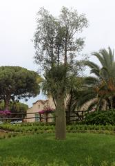 Villa Rufolo garden in Ravello