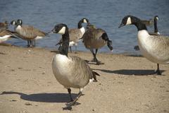 Canada Geese at Kingsbury Water Park in Warwickshire, England