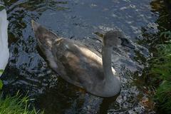 Cygnet at Kingsbury Water Park with beautiful water reflections