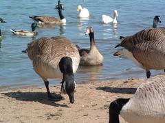 Birds near the water at Kingsbury Water Park