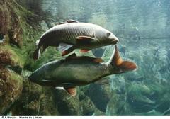 Musée du Léman aquarium carp