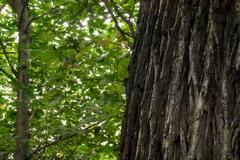 A large tree trunk in Athens National Gardens