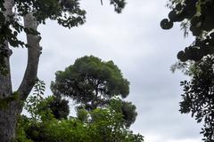 tall Pinus tree in Athens National Gardens