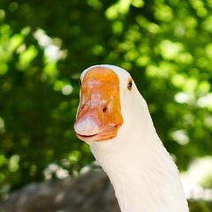 a goose at the National Garden of Athens