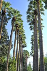 Palm allée at National Garden in Athens, Greece