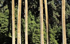 Palm trunks at National Garden in Athens