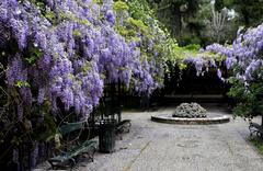 Pergola with Chinese wisteria at National Garden in Athens