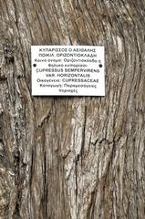 botanical sign on a cypress tree at National Garden in Athens