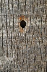 Trunk detail in the National Garden of Athens