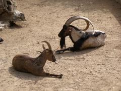 wild goats in Athens National Gardens zoo