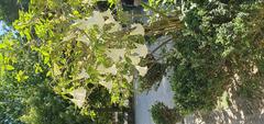 Brugmansia flowers at National Garden of Athens