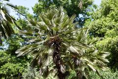 Chamaerops Humilis palm tree at the National Garden of Athens