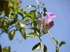 Cydista aequinoctialis flower