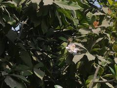 Gustavia augusta flower