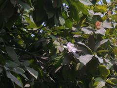 Gustavia augusta flower