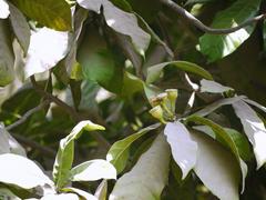 Gustavia augusta flower