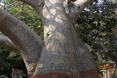 Adansonia digitata L. tree in Mumbai, India