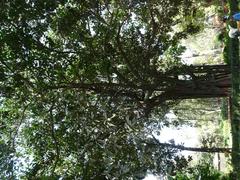 Ficus elastica in Jijamata Udyan garden, Mumbai