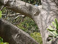 Adansonia digitata tree in Jijamata Udyaan, Mumbai