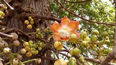 Flower of Cannon Ball Tree in Mumbai