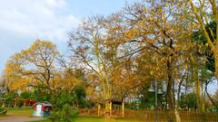 Golden trees at Lake View Park, Islamabad, Pakistan