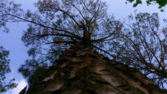 tree in Lake View Park, Islamabad