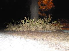 Lake View Park tree at night