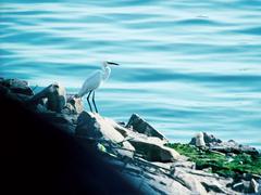 bird at Rawal Lake in Lake View Park, Islamabad