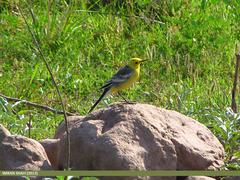 Citrine Wagtail Motacilla citreola near Rawal Lake in Pakistan