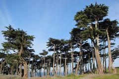 Cypress Trees at Sutro Baths in San Francisco