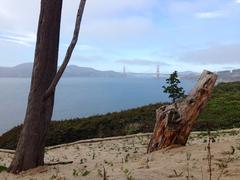 oak sapling growing in fallen cypress trunk