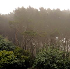 Foggy Sutro Tower in San Francisco